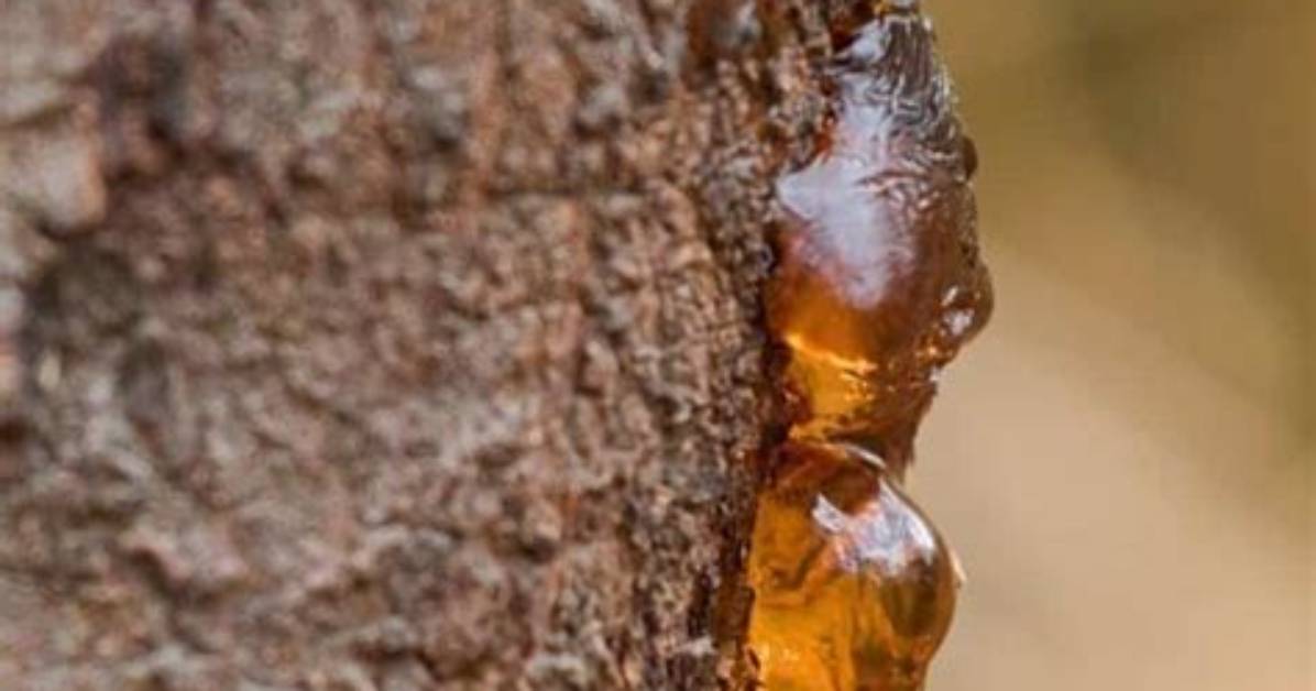 How Do You Melt Pine Sap