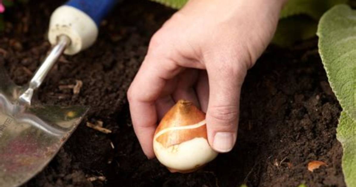 How Do You Multiply Tulips?