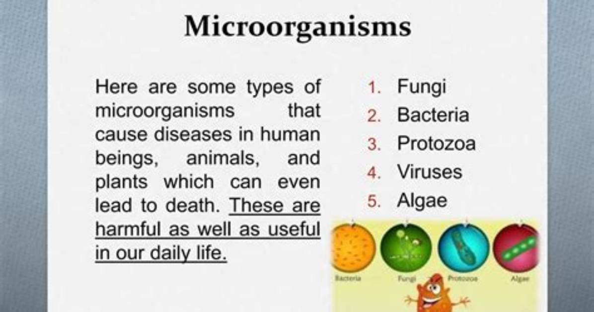 How Do You Name Microbes