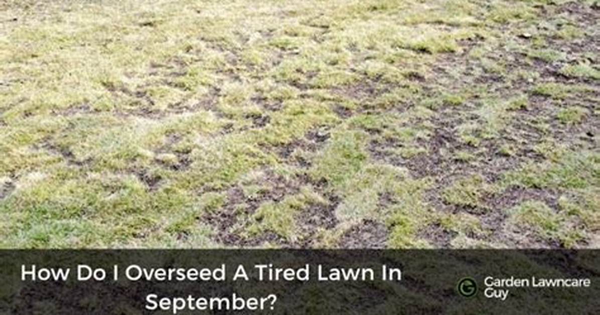 How Do You Overseed a Patchy Lawn?
