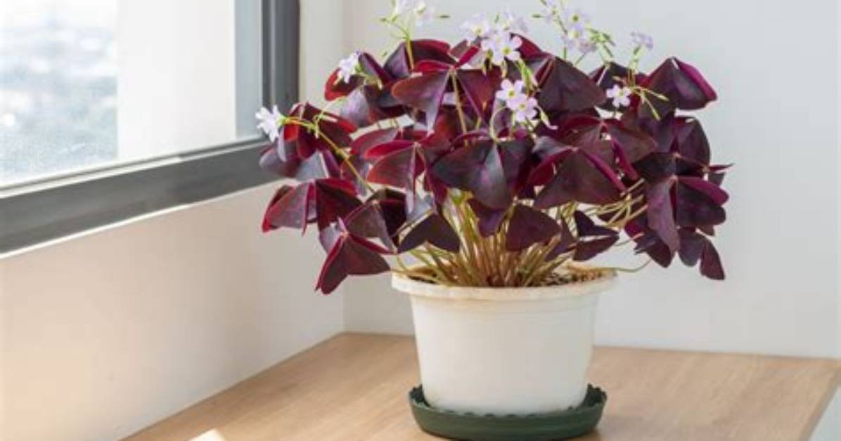 How Do You Overwinter Oxalis?