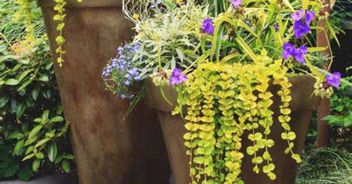 How Do You Overwinter Perennials
