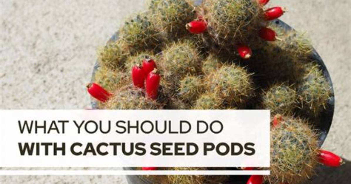How Do You Pet a Cactus