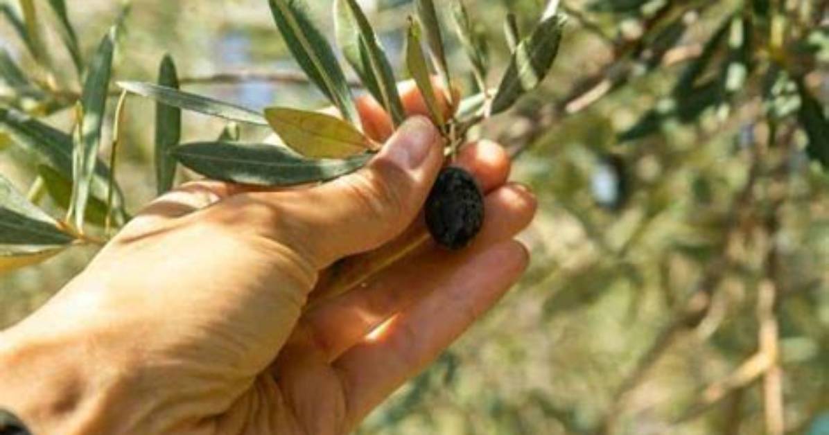 How Do You Pick Olives by Hand
