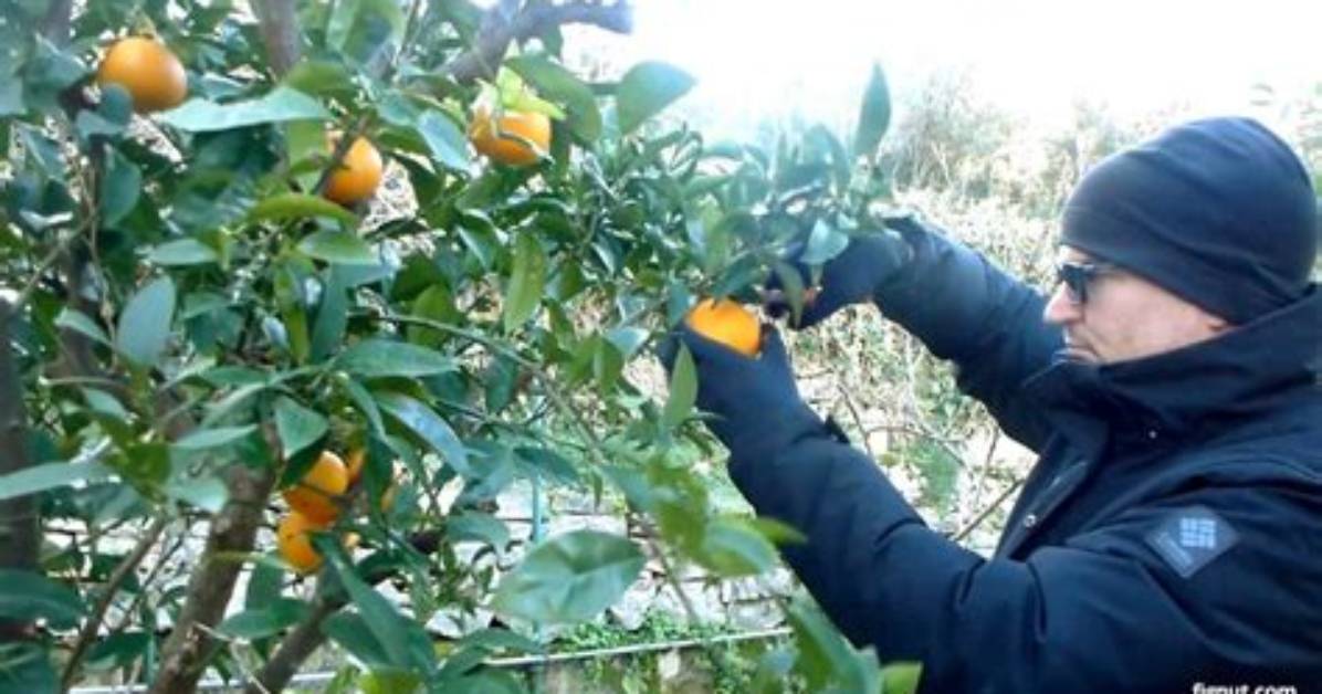 How Do You Pick Oranges from a Tree