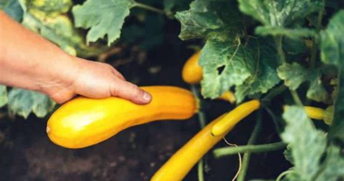 How Do You Pick Squash from the Garden?