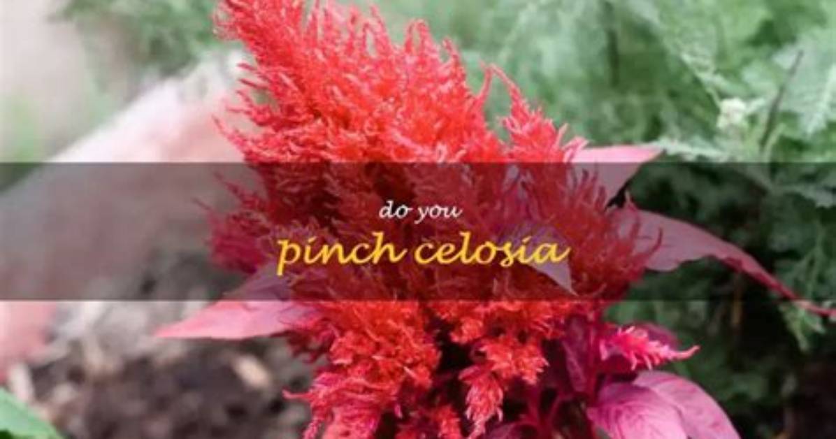 How Do You Pinch Celosia