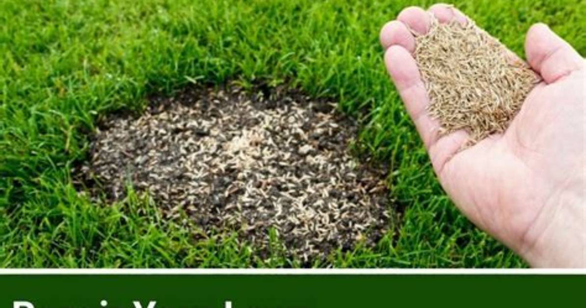 How Do You Plant a Grass Tree