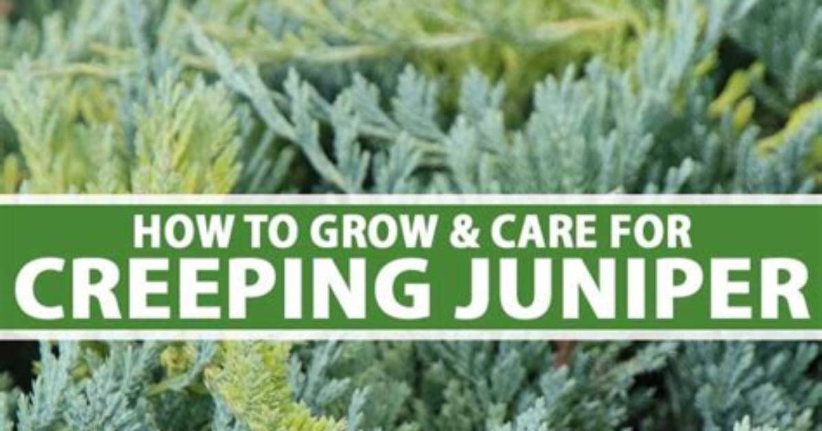 How Do You Plant a Spreading Juniper?
