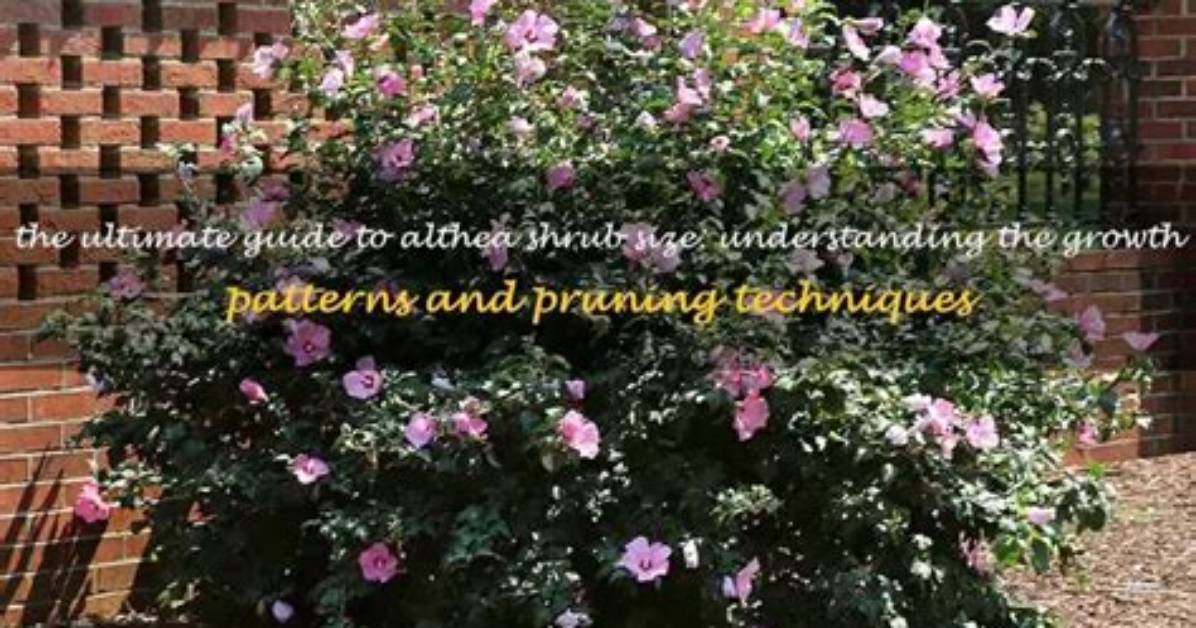 How Do You Plant Althea