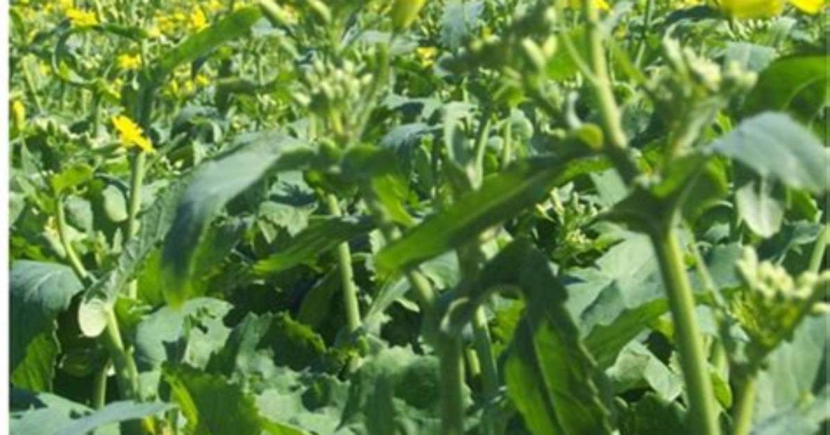 How Do You Plant Canola?