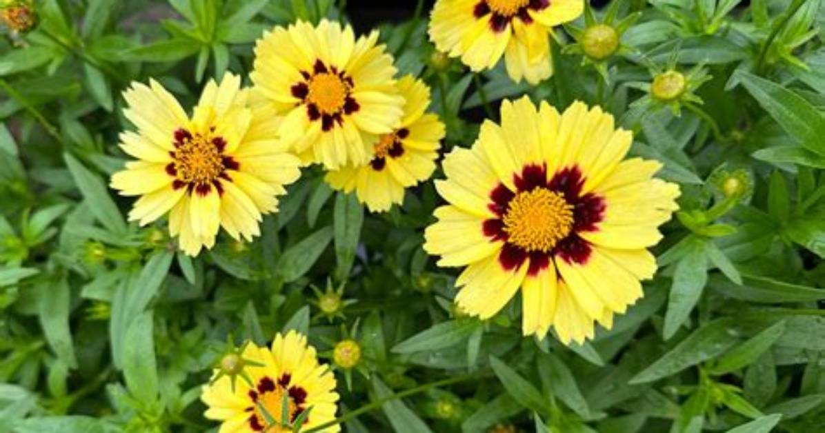 How Do You Plant Coreopsis