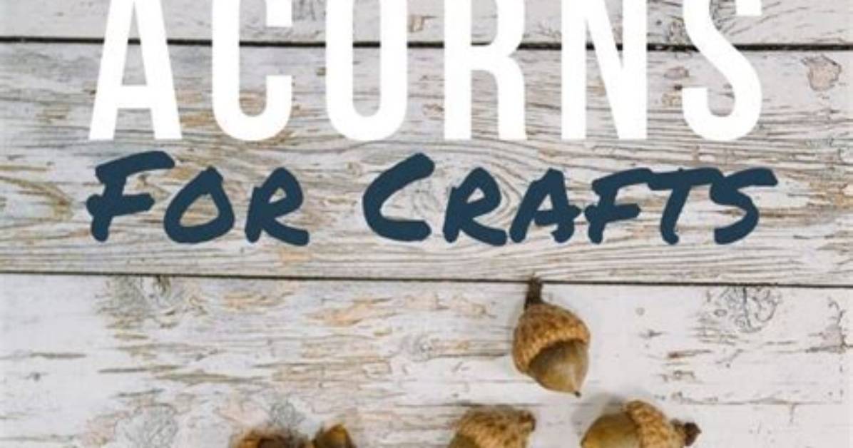 How Do You Prepare Acorns for Human Consumption