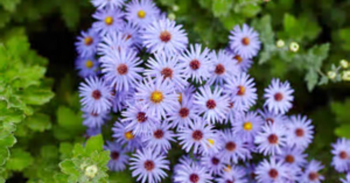 How Do You Prepare Asters for Winter