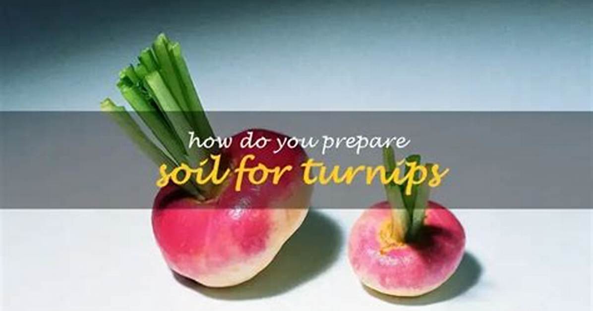 How Do You Prepare Soil for Turnips?