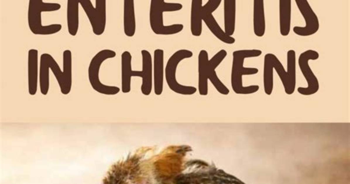 How Do You Prevent Enteritis in Chickens