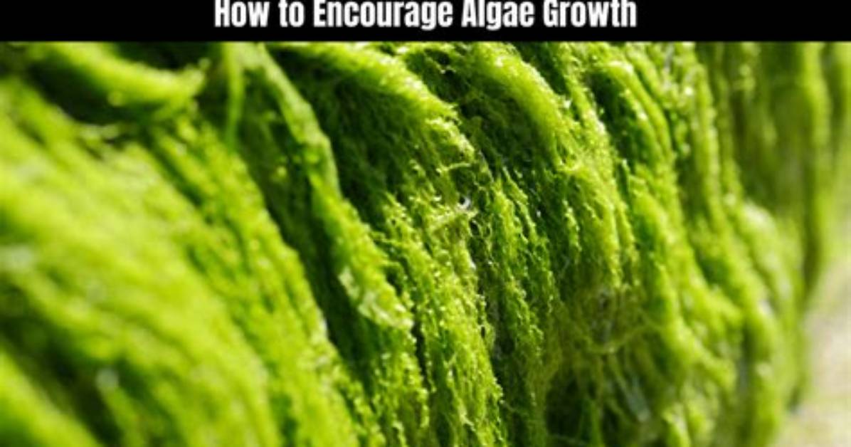 How Do You Promote Algae Growth?