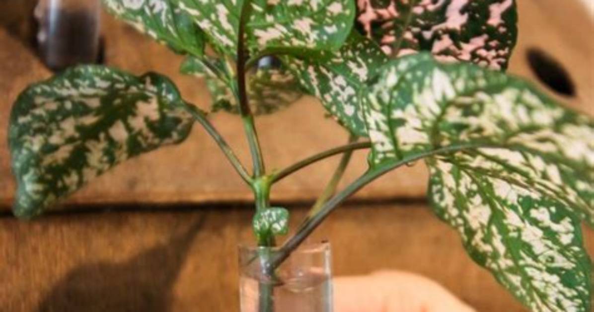 How Do You Propagate a Polka Dot Plant?