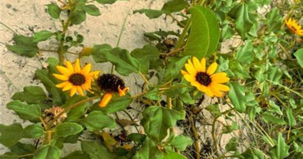 How Do You Propagate Beach Sunflowers