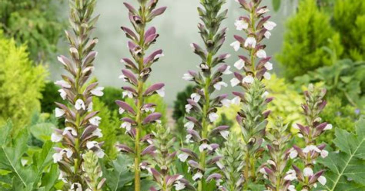 How Do You Propagate Bears Breeches?