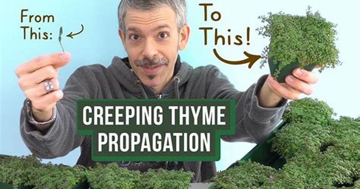 How Do You Propagate Creeping Thyme?