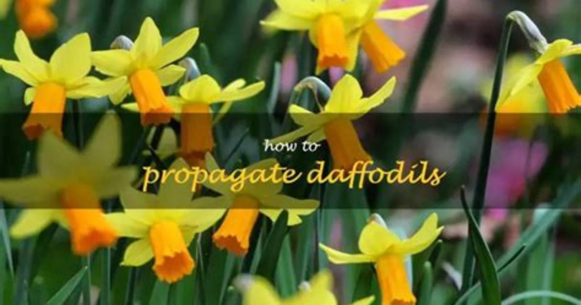 How Do You Propagate Daffodils?
