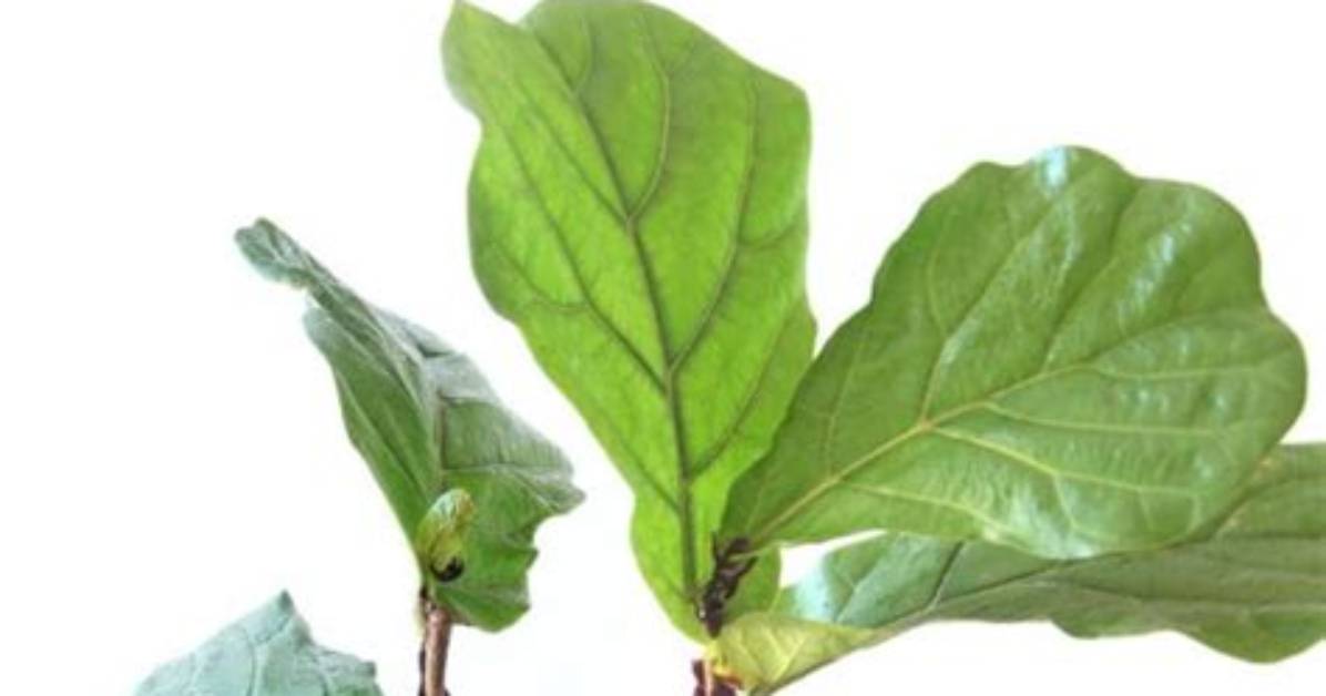 How Do You Propagate Fig Tree