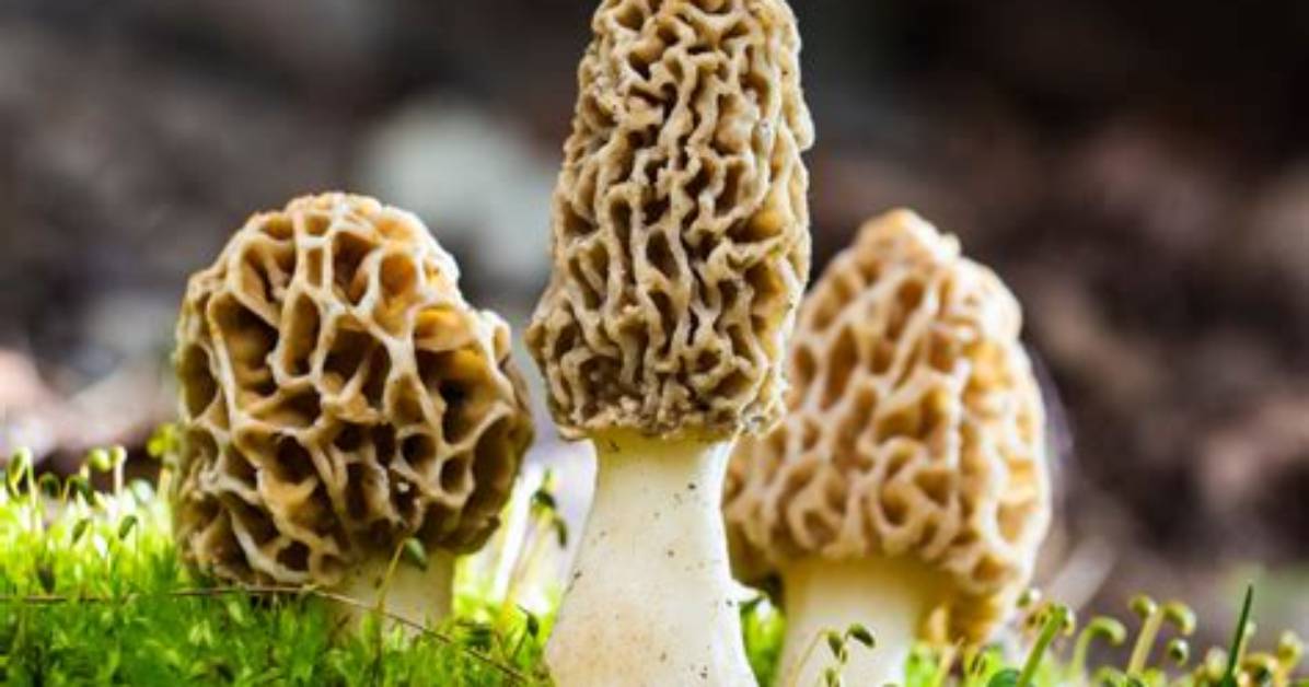 How Do You Propagate Morels