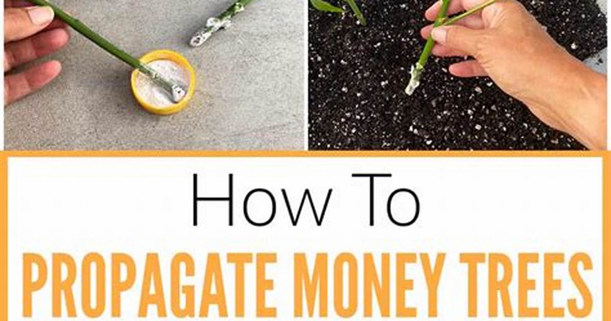 How Do You Propagate Mountain Ashes