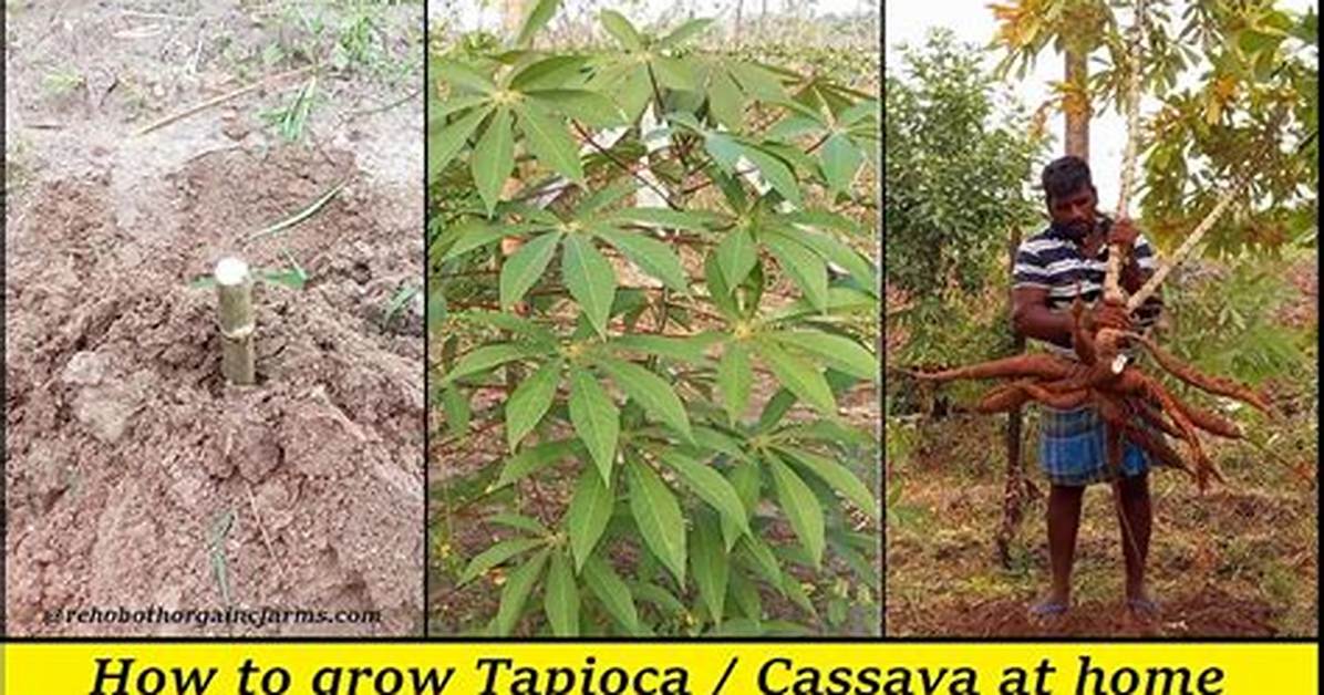 How Do You Propagate Tapioca Plant?