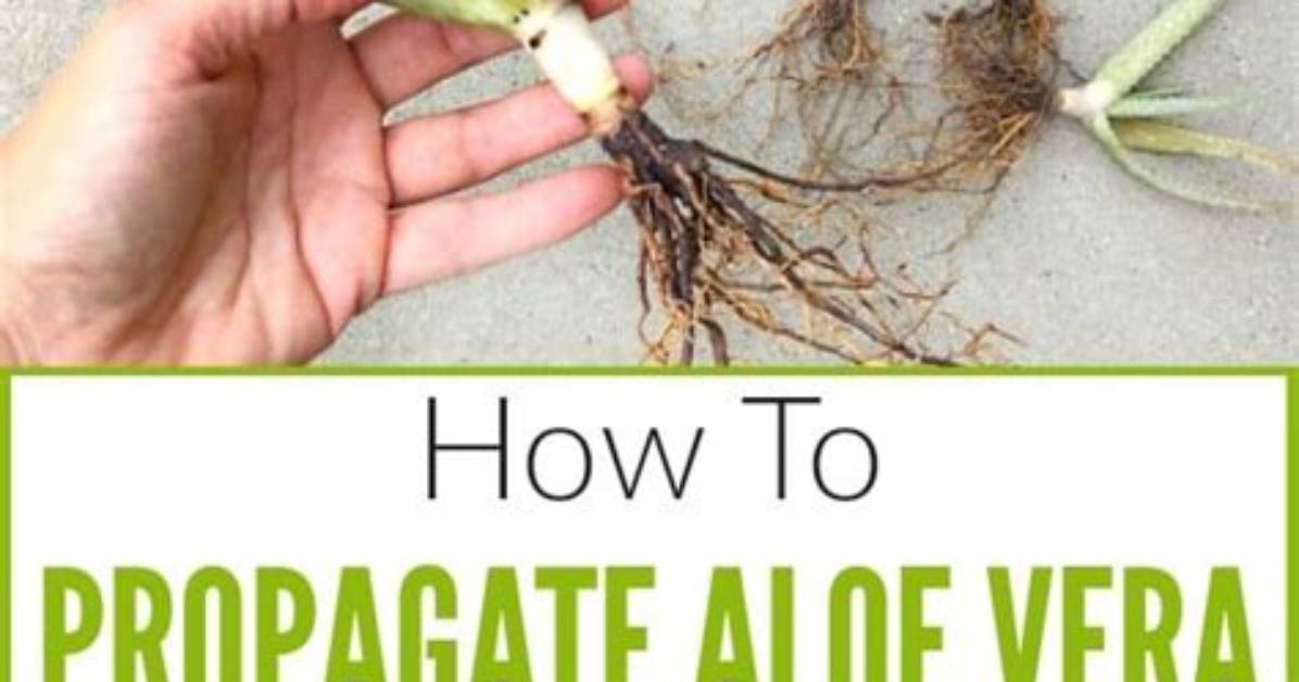 How Do You Propagate Tiger Aloe