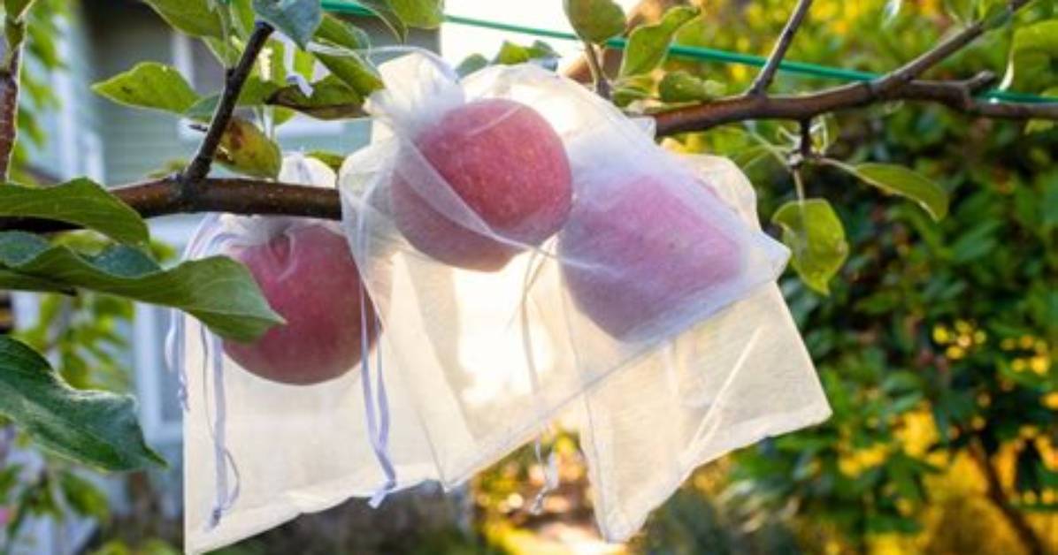 How Do You Protect Apple Trees from Pests