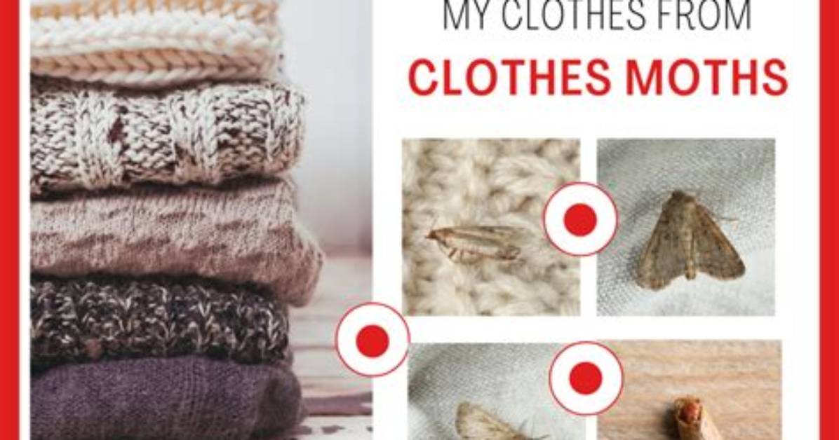 How Do You Protect Wool Clothes from Moths