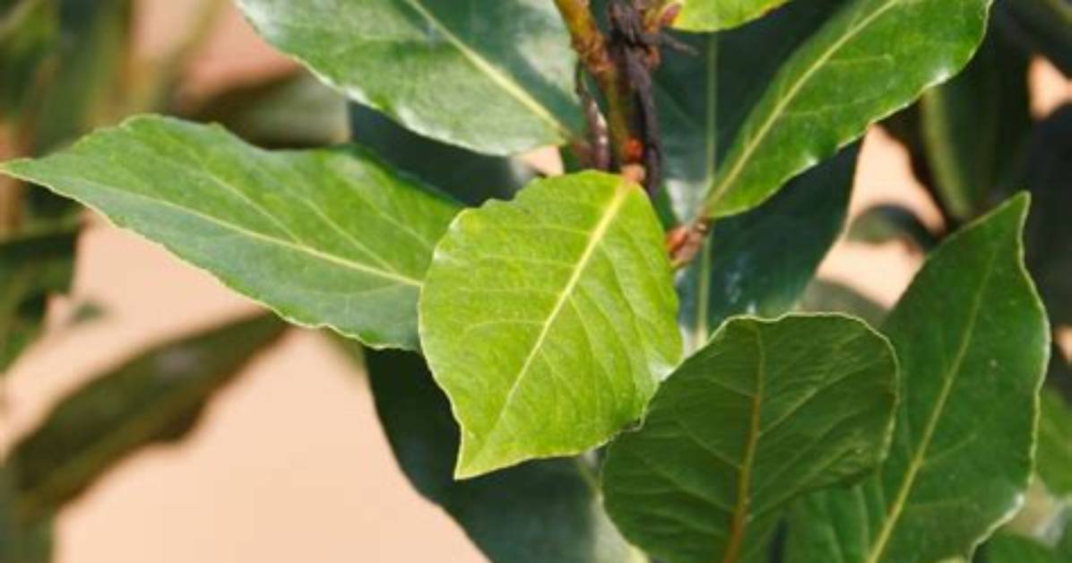 How Do You Prune a Bay Tree Topiary