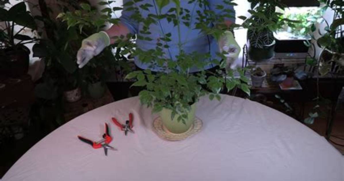 How Do You Prune a China Doll Plant