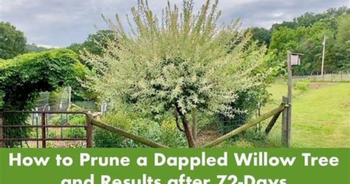 How Do You Prune a Goat Willow