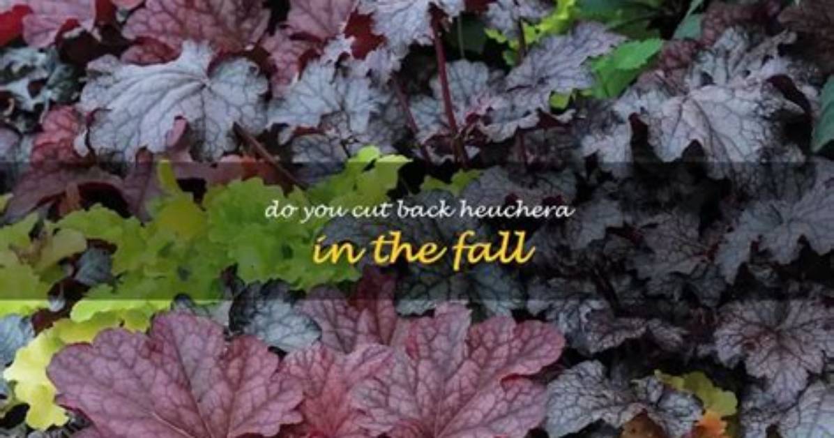 How Do You Prune a Heuchera