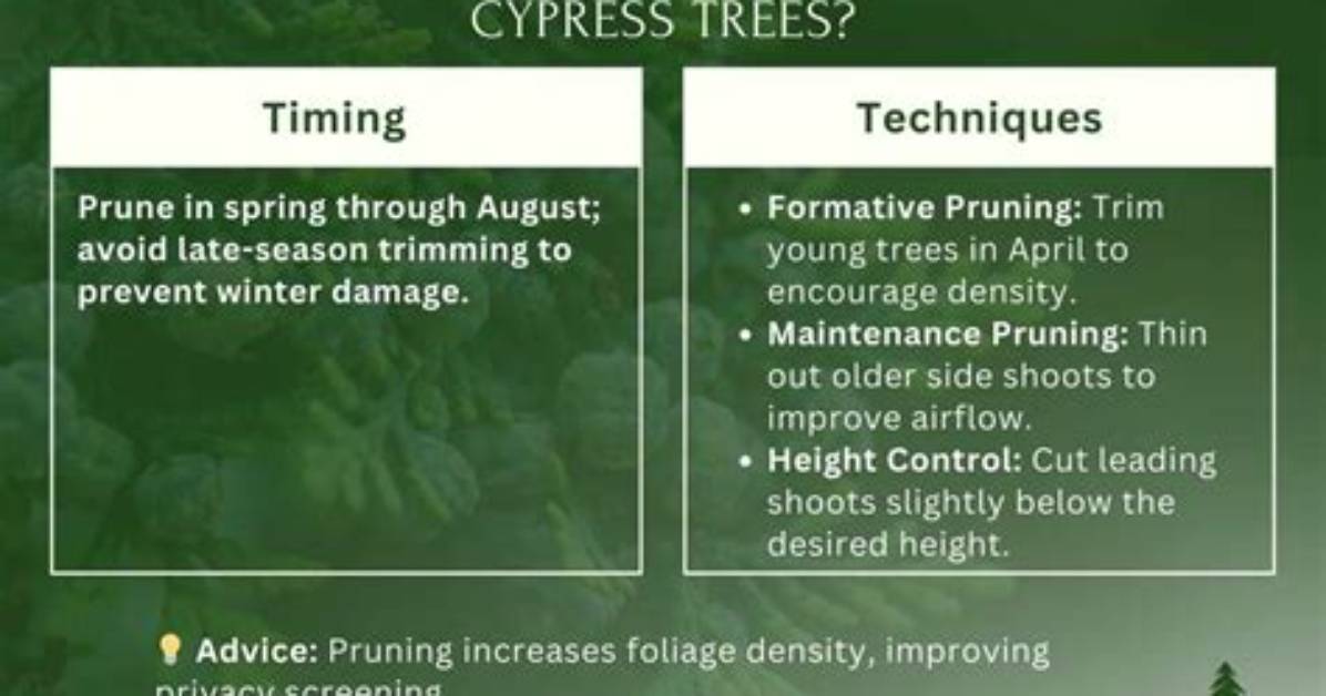 How Do You Prune a Mophead Cypress