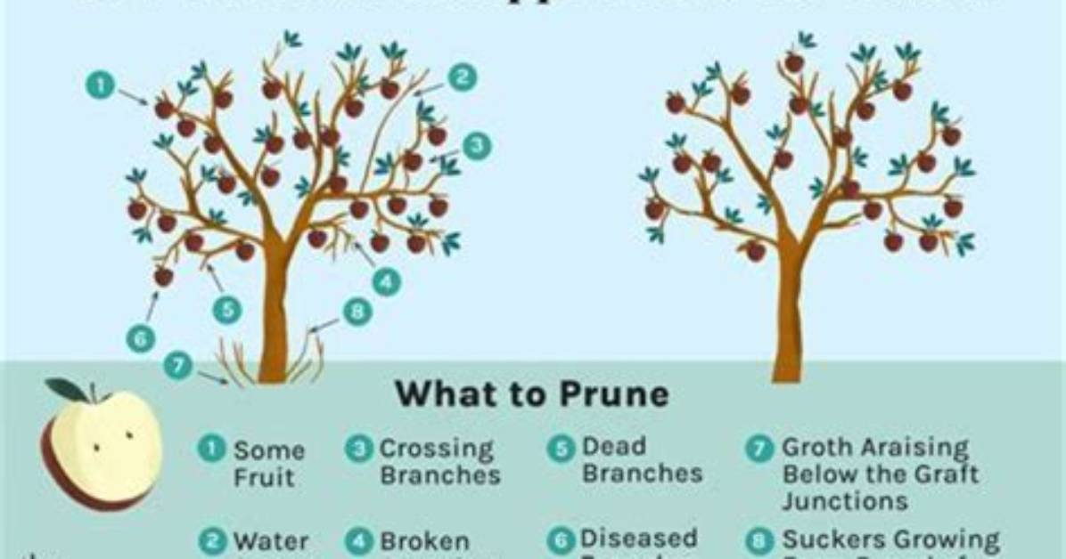 How Do You Prune a Tulip Tree