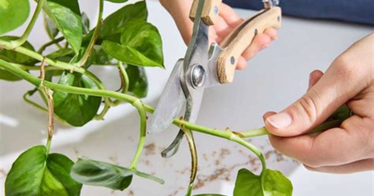 How Do You Prune a Wax Leaf Privet