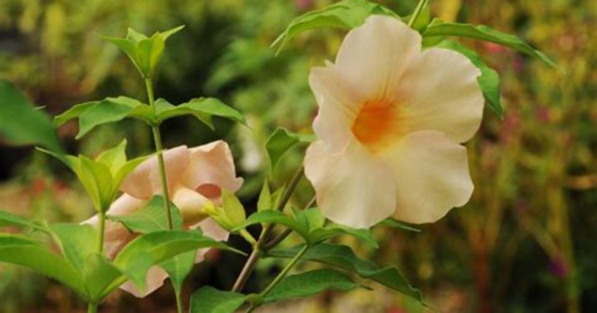 How Do You Prune Allamanda?