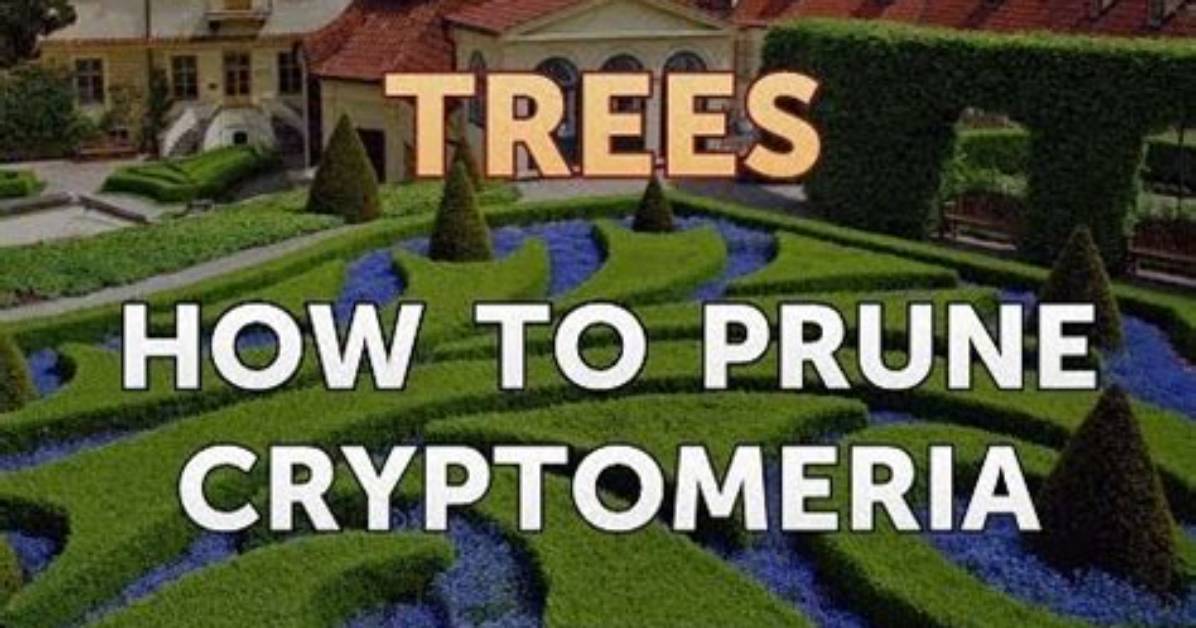 How Do You Prune Cryptomeria