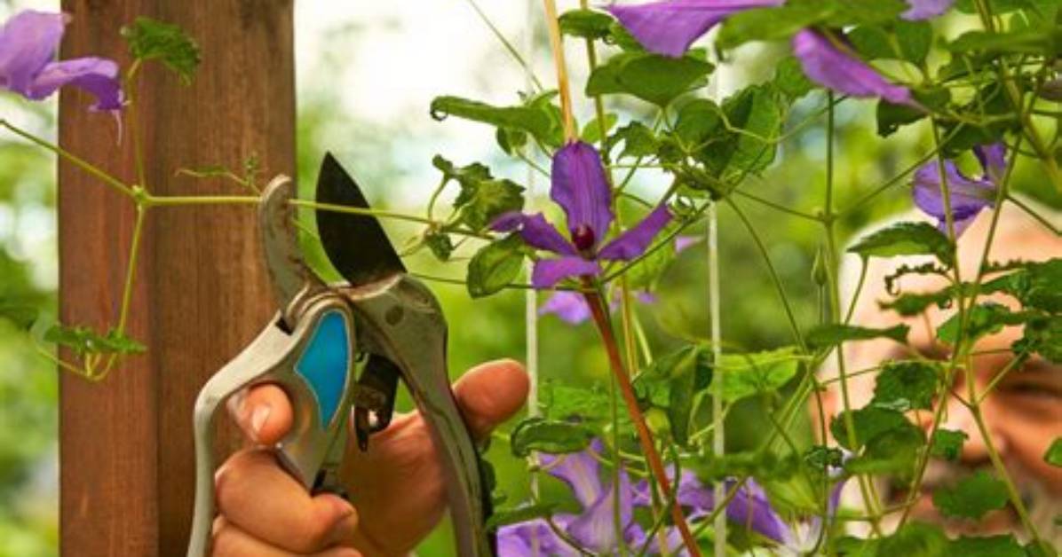 How Do You Prune Fall Blooming Clematis