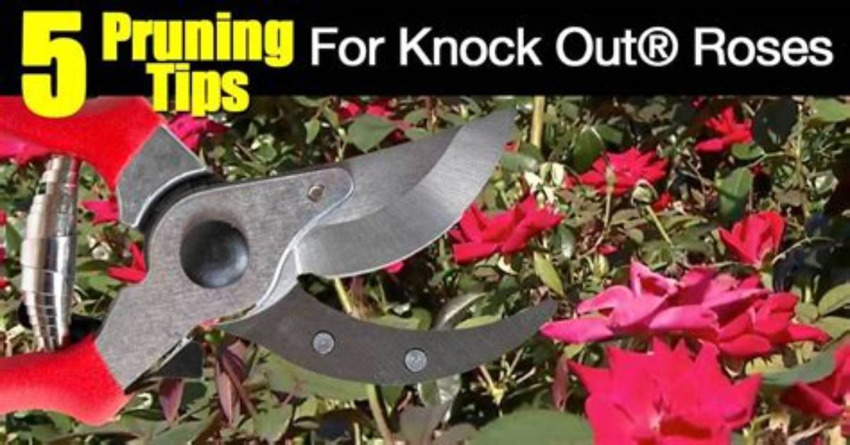 How Do You Prune Knockout Roses After First Bloom