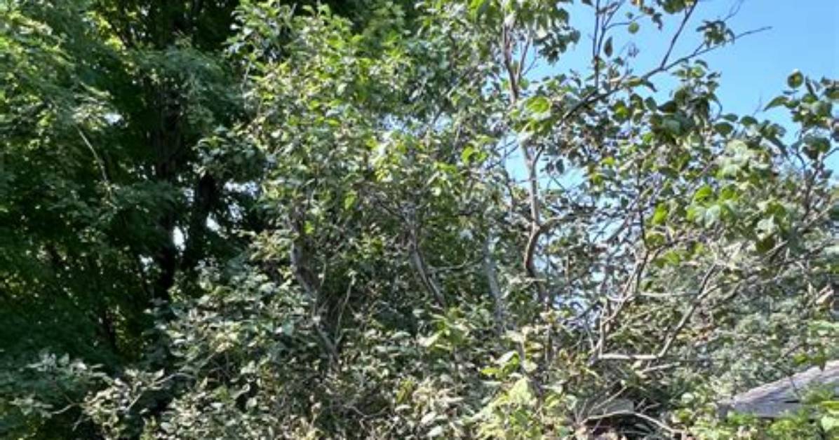 How Do You Prune Overgrown Shrubs
