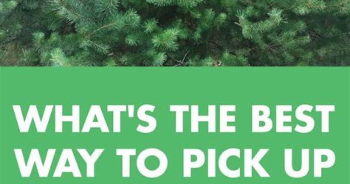 How Do You Quickly Pick up Pine Cones