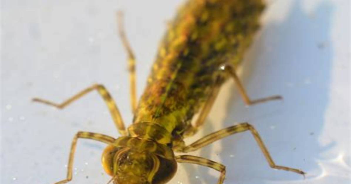 How Do You Raise a Dragonfly Nymph