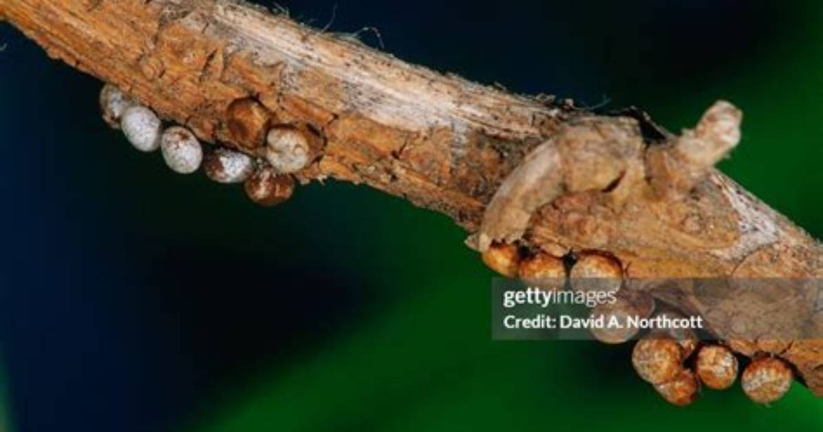 How Do You Raise Luna Moth Eggs