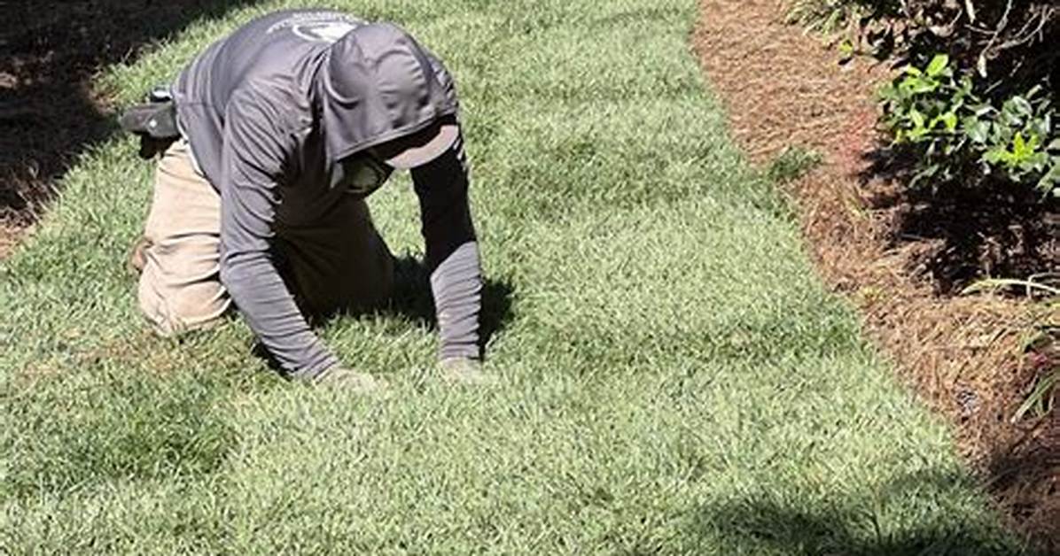 How Do You Remove Netting from Sod