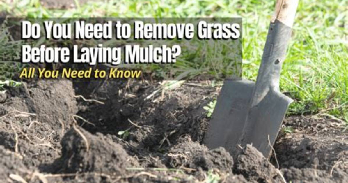 How Do You Remove Paint from Grass